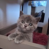 British Shorthair Yavrularımız...