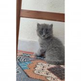 British Shorthair Yavrumuz 65 Günlük