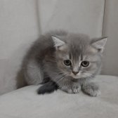 British Shorthair Silver & Golden