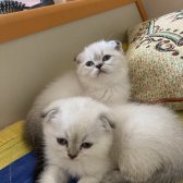 Scottish Fold Ve Scottish Straight Yavrular