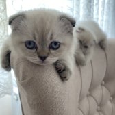 Scottish Fold Ve Scottish Straight Yavrular