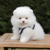 Ayı Surat Pomeranian Boo Yavrularımız