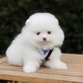 Ayı Surat Pomeranian Boo Yavrularımız