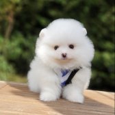 Ayı Surat Pomeranian Boo Yavrularımız