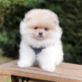 Teddy Bear Pomeranian Boo Yavrularımız