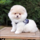 Teddy Bear Pomeranian Boo Yavrularımız