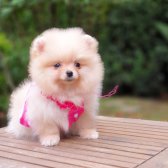 Teddy Bear Pomeranian Boo Yavrularımız