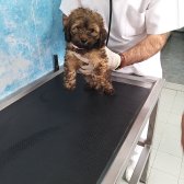 3 Aylık Dişi Kızım Maltipo Ve Poodle Karışımı