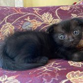 Chocolate Scottish Fold Nadir Renk 5 Adet