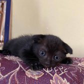 Chocolate Scottish Fold Nadir Renk 5 Adet