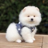 Satılık Pomeranian Boo Teddy Bear Yavrular