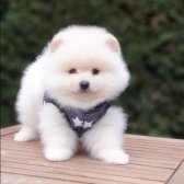 Satılık Pomeranian Boo Teddy Bear Yavrular