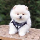 Satılık Pomeranian Boo Teddy Bear Yavrular