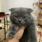 Scottish Fold Kedi