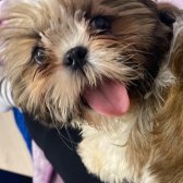 11 Aylık Shih Tzu