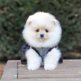 Teddy Face Pomeranian Boo Yavrularımız