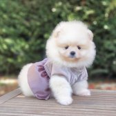 Teddy Face Pomeranian Boo Yavrularımız