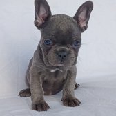 Exotic French Bulldog