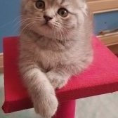 Güzel Scottish Fold Yavrularımız