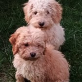 Dişi Toy Poodle