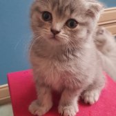 Güzel Scottish Fold Yavrularımız Uygun Fiyat