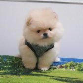 Satılık Pomeranian Boo Teddy Bear Yavrular 0543 223 4403