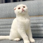 Beyaz Scottish Fold Erkek ( 4 Aylık )