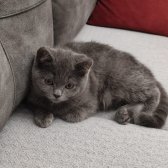 Akıllı British Shorthair İki Buçuk Aylık