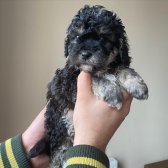 Kore Kanı Muhteşem Yüz Hattına Sahip Toy Poodle