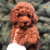 Show Kali̇te Red Brown Toy Poodle Bebekleri̇m