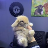 Hollanda Lop Tavşanı Çi̇ftli̇ği̇ - Her Şehi̇re Tesli̇mat!