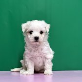 Maltese Terrier Yavrusu