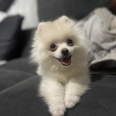 Satılık Pomeranian