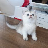 Muhteşem British Shorthair Silver Yavrular