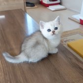 Muhteşem British Shorthair Silver Yavrular