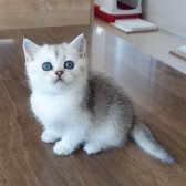 Muhteşem British Shorthair Silver Yavrular