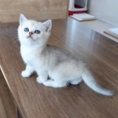 Muhteşem British Shorthair Silver Yavrular