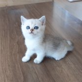 Muhteşem British Shorthair Silver Yavrular