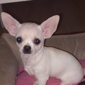 Mini Dişi Chihuahua