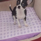 Mini Dişi Chihuahua