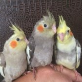 55 Günlük Üst Düzey Yeme Düşen Yavru Sultan Papağanlar