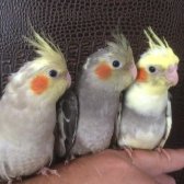 55 Günlük Üst Düzey Yeme Düşen Yavru Sultan Papağanlar