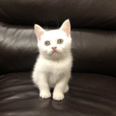 Safkan British Shorthair