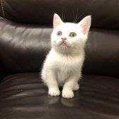 Safkan British Shorthair