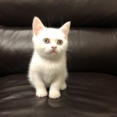 Safkan British Shorthair