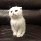 Safkan Scottish Fold