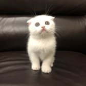 Safkan Scottish Fold