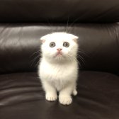 Safkan Scottish Fold