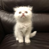 Safkan Scottish Fold - Longhair