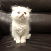 Safkan Scottish Fold - Longhair